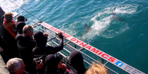 Gansbaai - Marine Dynamics - Shark Cage Diving