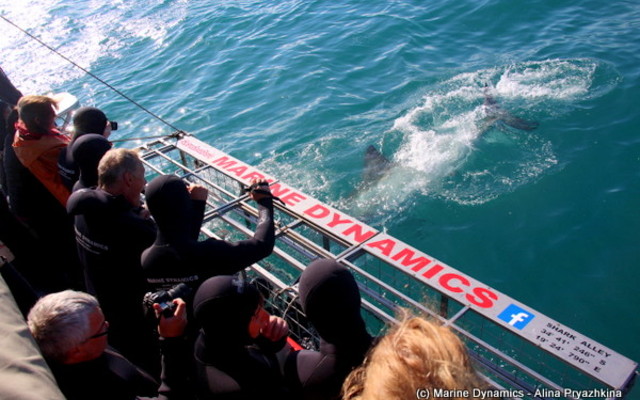 Gansbaai - Marine Dynamics - Shark Cage Diving