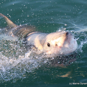 marine_dynamics_1_1565937932