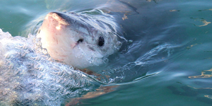 marine_dynamics_2_1565937933