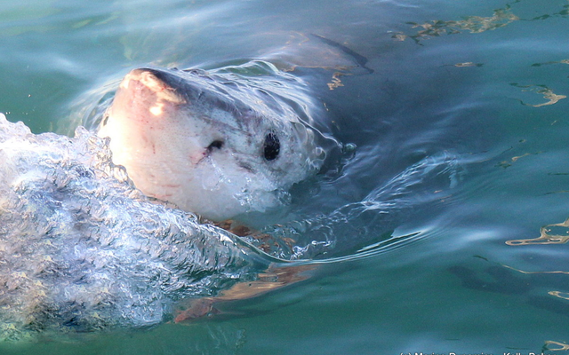 marine_dynamics_2_1565937933