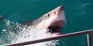 marine_dynamics_4_1565937935