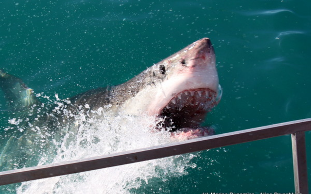 marine_dynamics_4_1565937935