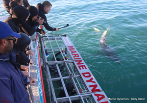 Daily Blog 15 August 2019 | Cage Diving South Africa