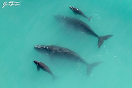 90% of Southern Right Whales are at De Hoop on the Overberg Coastline!