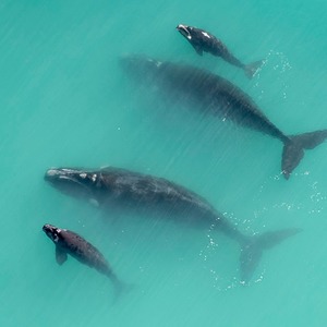 Southern Right Whales