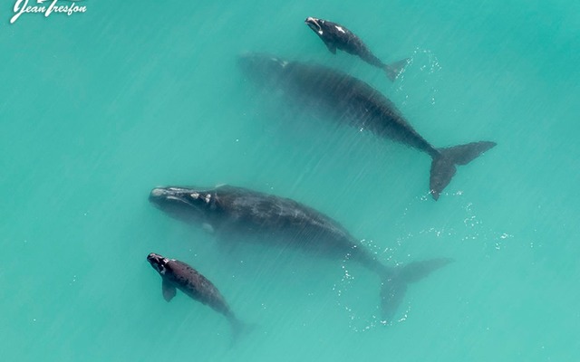Southern Right Whales