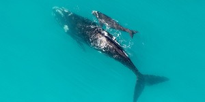 de_hoop_collection_4_1566206548