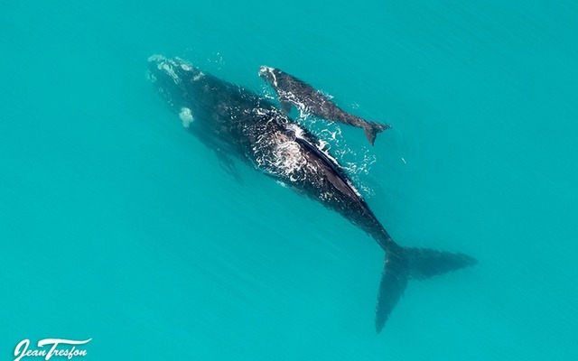 de_hoop_collection_4_1566206548