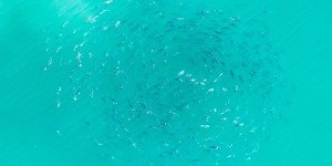 Southern Right Whales