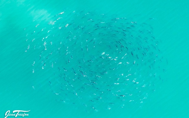 Southern Right Whales