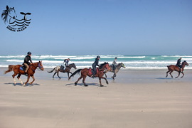 Whales, Otters & Seals on our Premium Beach Trail