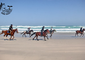 Whales, Otters & Seals on our Premium Beach Trail