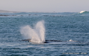 Sunrise & Southern Right Whales, 18 August 2019
