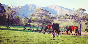 goodwill_mountain__1566468487