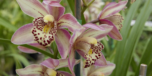 Eikenhoff_orchid_3_1528094035_1566482380