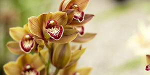 stanford_nursery_eikenhoff_orchid_nursery_orange_and_red_orchid_1534158757_1566482377