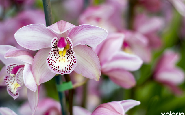stanford_nursery_eikenhoff_orchid_nursery_pink_orchid_1534158789_1566482379