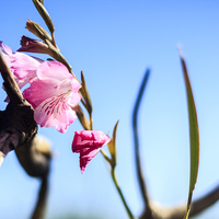 Hermanus - Percy Tours - Nature Tours
