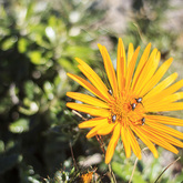 Hermanus - Percy Tours - Fynbos Tours