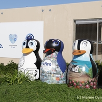 Gansbaai Penguin Campaign