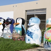 Gansbaai Penguin Campaign