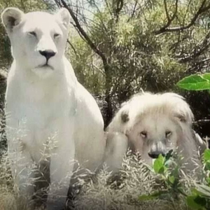 panthera_africa_1566908112