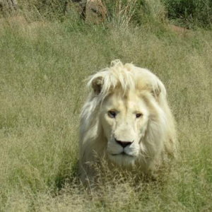 panthera_africa_galaxy_2_1566908245