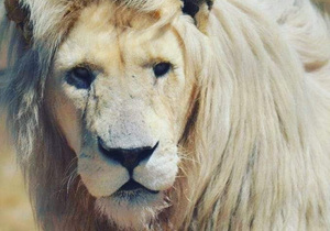 Galaxy needs a forever home and you can help!