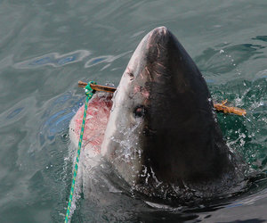 Photo of the day - Look out decoy!