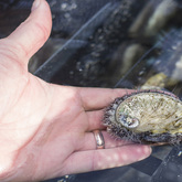 Hermanus - Heart of Abalone - Healthy Abalone