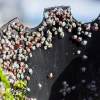 Hermanus - Heart of Abalone - Baby Abalone