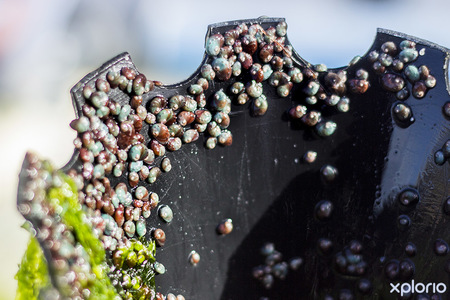 hermanus_things_to_do_abalone_tours_heart_of_abalone_baby_abalone_1566997124