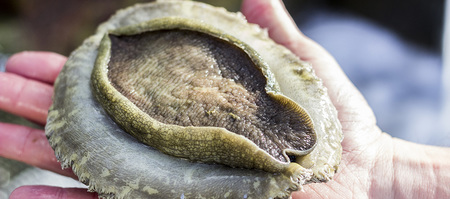 hermanus_things_to_do_abalone_tours_heart_of_abalone_the_muscle_1566997189