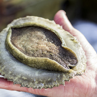 Hermanus - Heart of Abalone - Abalone