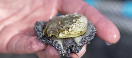 hermanus_things_to_do_abalone_tours_heart_of_abalone_moving_around_1566997278