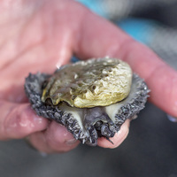 Hermanus - Heart of Abalone - Abalone