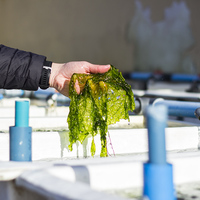 Hermanus - Heart of Abalone - Baby Abalone