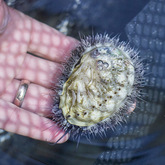 Hermanus - Heart of Abalone - Baby Abalone