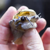 Hermanus - Heart of Abalone - The Face