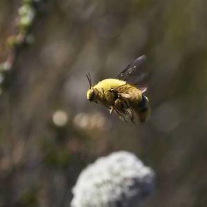 grootbos_orchid_pollination_1567080909