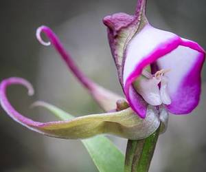 Deceptive Pollination - Well That's Ochird