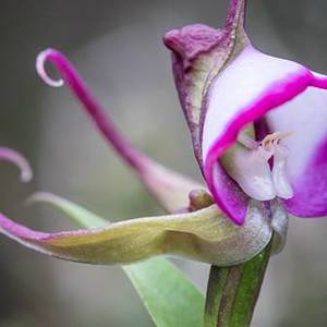 orchid_pollination_bees_1567080908