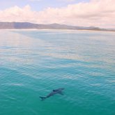 Photo of the day - Sharkstagram!