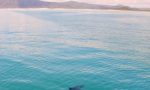 Photo of the day - Sharkstagram!