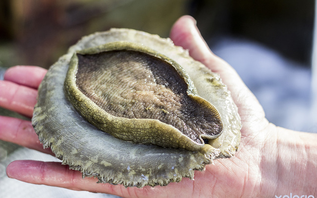 hermanus_things_to_do_abalone_tours_heart_of_abalone_the_muscle_1566997189_1567675292