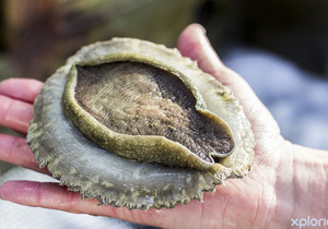 Guided Abalone Tours