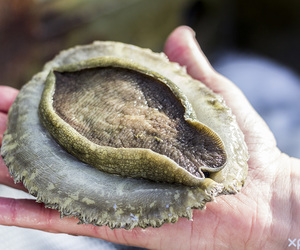 Guided Abalone Tours