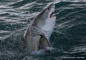 White Sharks in Gansbaai, Western Cape, South Africa