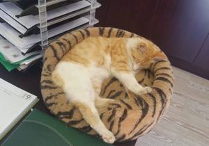 Donations Needed For The Animals